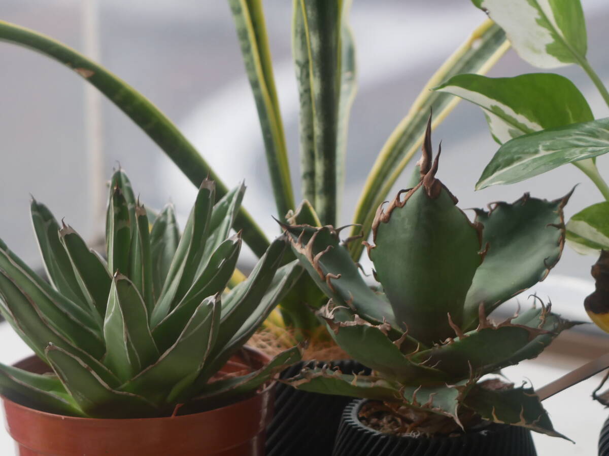 ライカ HEKTOR ヘクトール 135mm 13.5cm f4.5 ブラック #310751 178-168-8_画像7