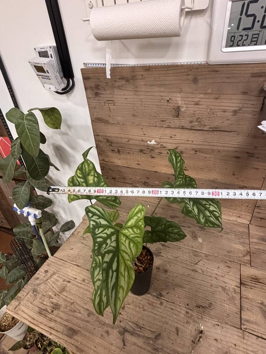 1 セルセスティス　ミラビリス　斑入り　激レア 1 セルセスティス ミラビリス 斑入り 激レア 「Cercestis