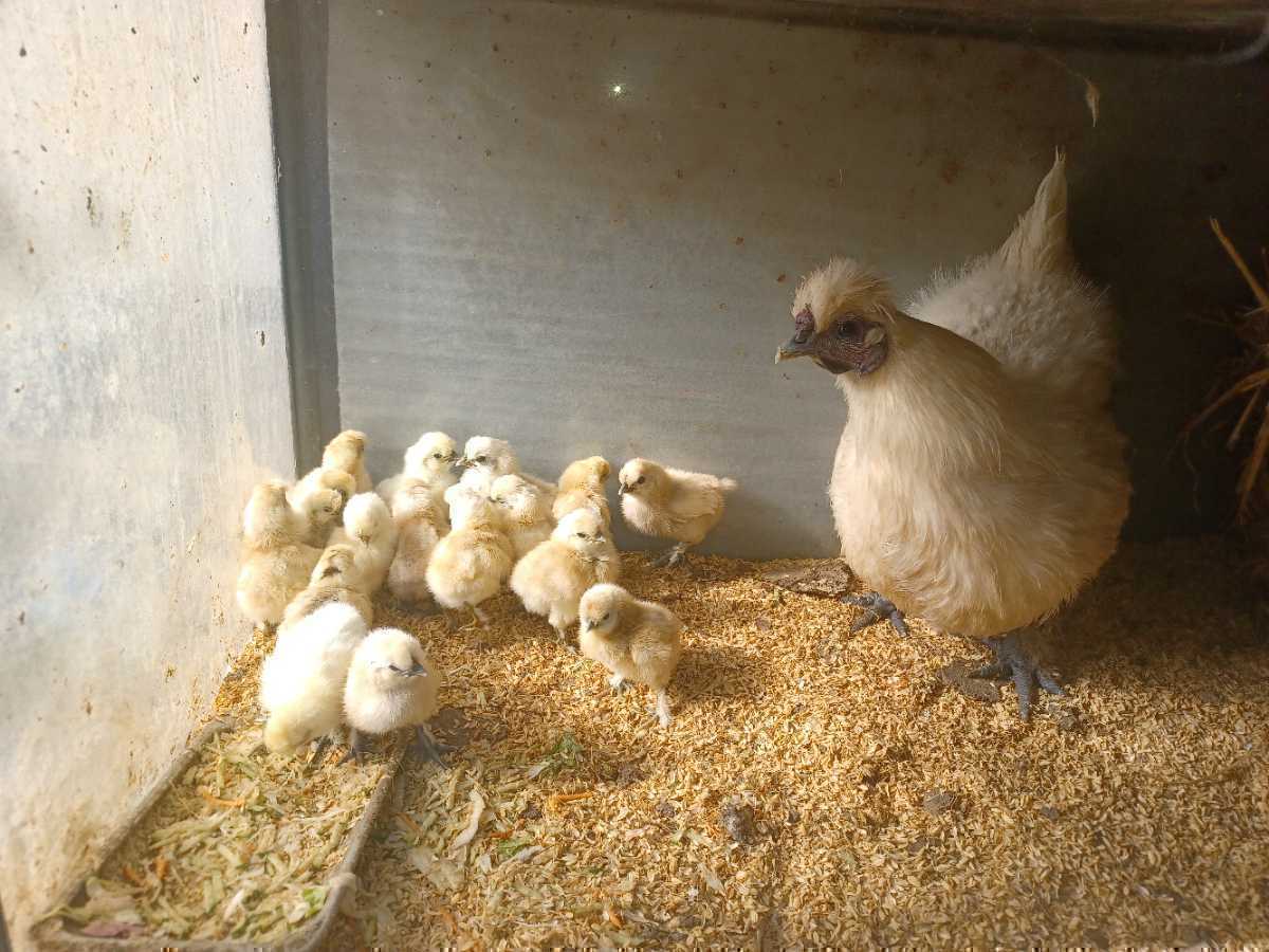 烏骨鶏の有精卵20+2個(割れ補償)　送料込み