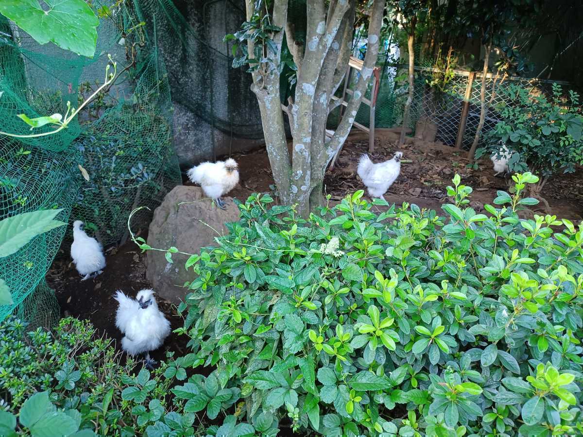 烏骨鶏の有精卵20+2個(割れ補償)　送料込み