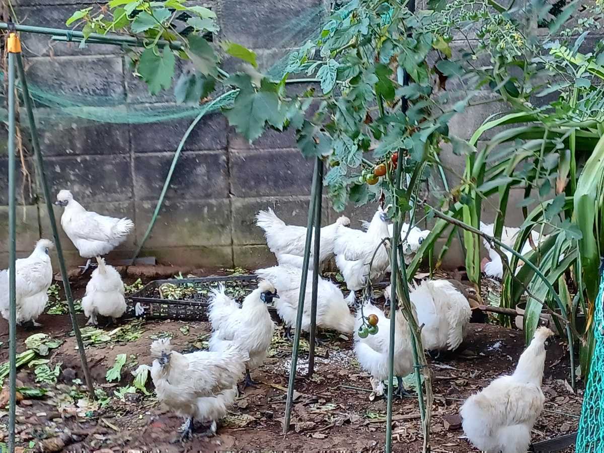 烏骨鶏の有精卵20+2個(割れ補償)　送料込み