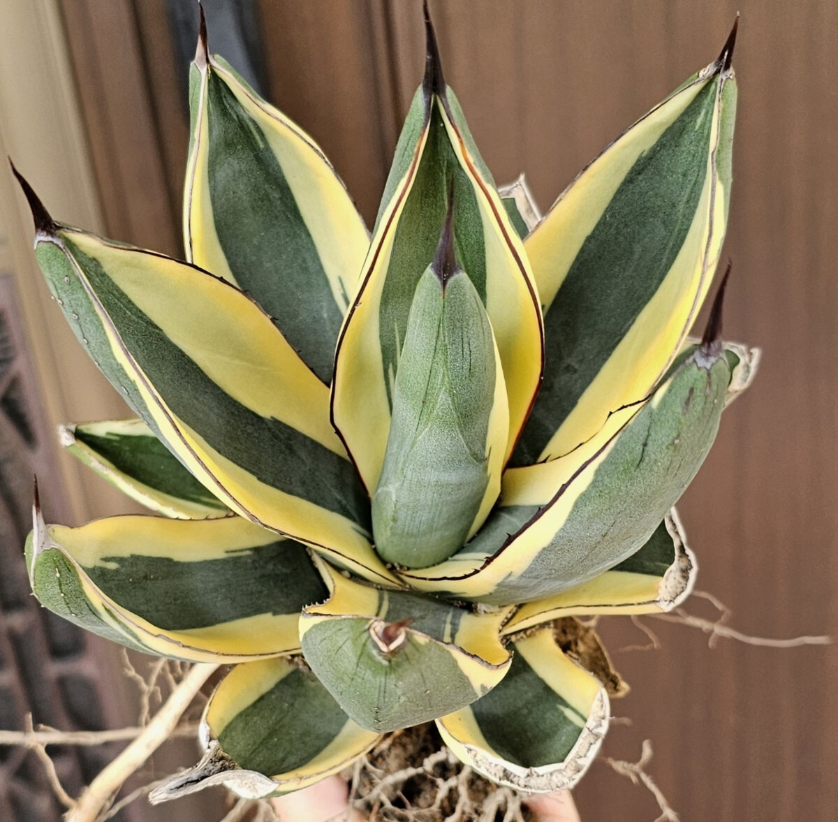 大株 グレートホワイトシャーク 検(agave FO 076 チタノータ アガベ 白鯨 吉祥天 パリー パープソラム 氷山 ピンキー 好きにも