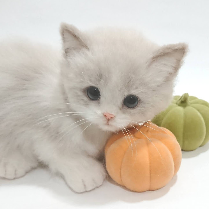 LocoMocoNeco 羊毛フェルト 貓 ラグドールの子貓 ハンドメイド リアル ドール インテリア ろこもこねこ