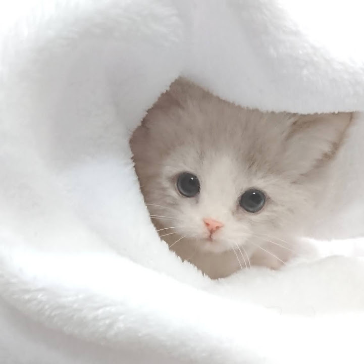 LocoMocoNeco 羊毛フェルト 貓 ラグドールの子貓 ハンドメイド リアル ドール インテリア ろこもこねこ