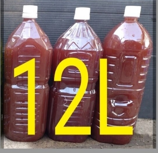 激安。濃厚　PSB(光合成細(xì)菌)　12L。メダカ 金魚(yú) ゾウリムシ 青水 ミジンコ 針子 餌 めだか