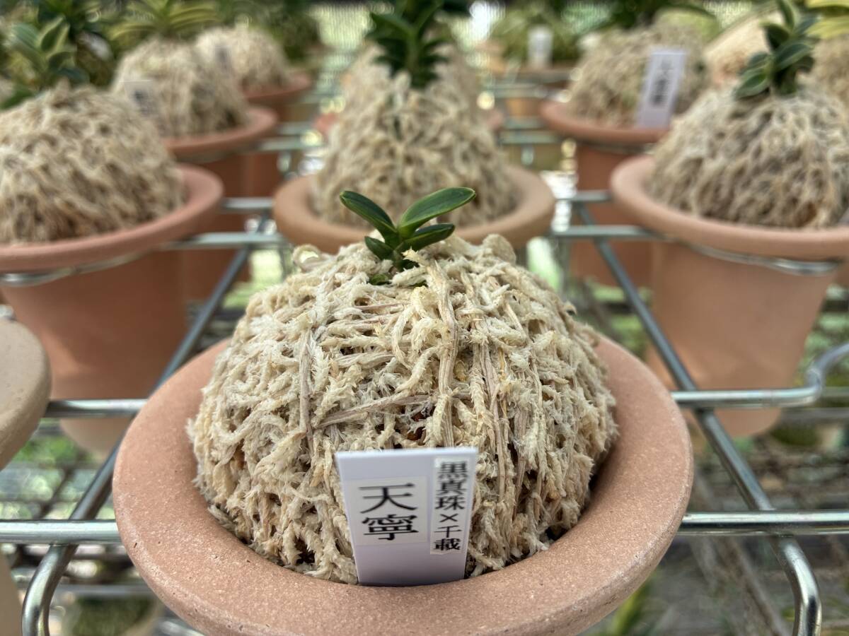 富貴蘭 天寧