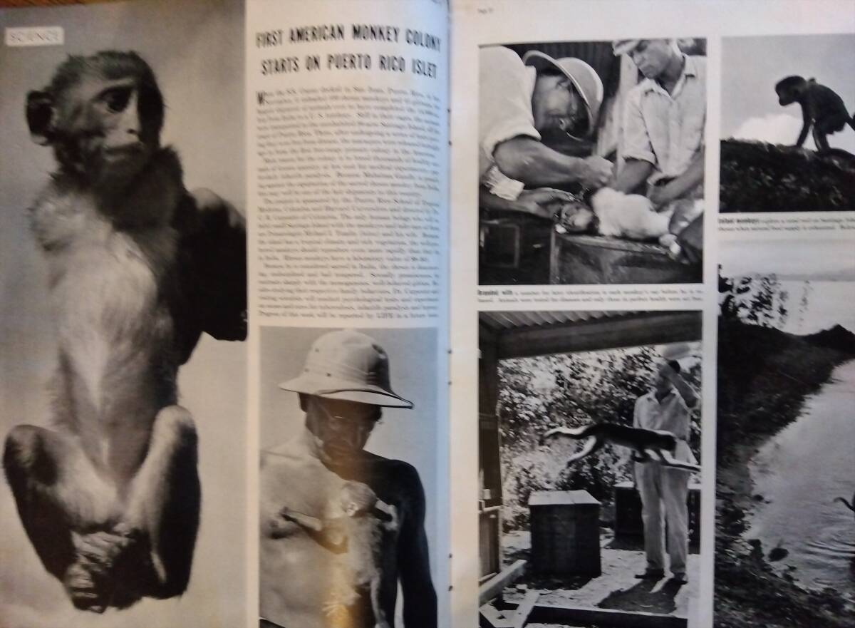 海外雑志　LIFE（ライフ） 1939年１月２日號(hào)