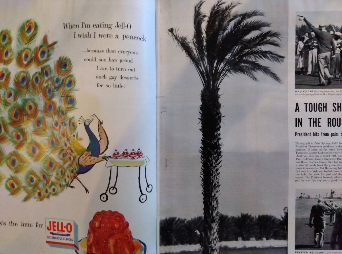 海外雑志　LIFE（ライフ） 1954年３月１日號(hào)