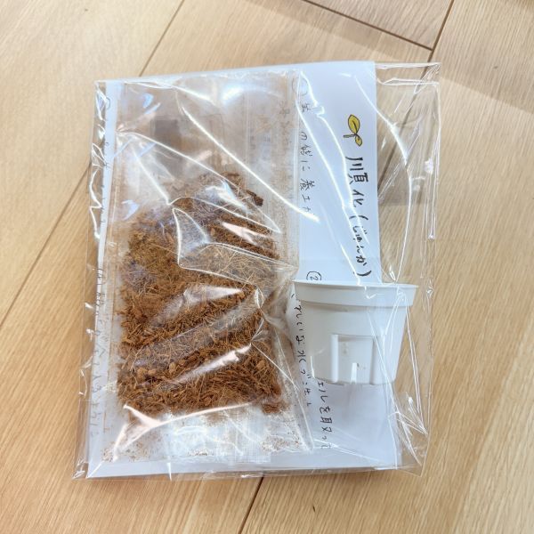 順化セット　順化前TC購入してくださった方限定！　ベラボン＆鉢セット　ななしのplus