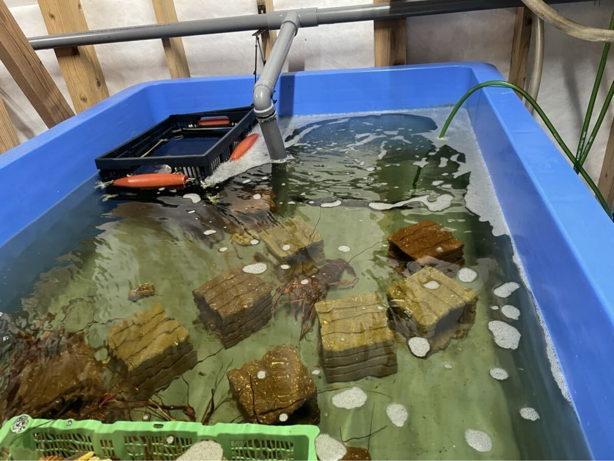 漁師直送、活伊勢エビ　一キロ??！