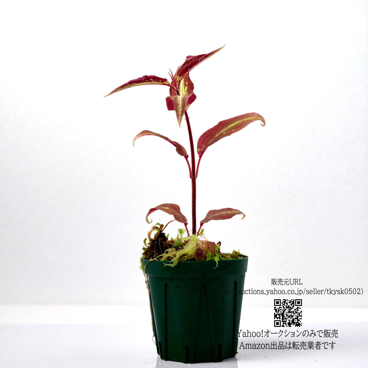 【観葉植物】 ソネリラ sp. ディ リン プラトー 畫像の１ポット ( Sonerila sp. Di Linh Plateau, Vietnam 管理記號(hào) C)