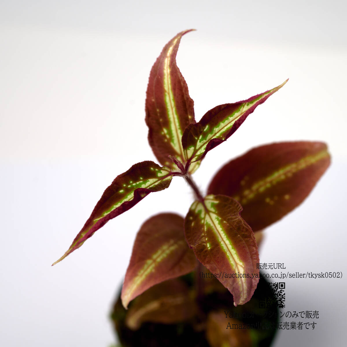 【観葉植物】 ソネリラ sp. ディ リン プラトー 畫像の１ポット ( Sonerila sp. Di Linh Plateau, Vietnam 管理記號(hào) C)