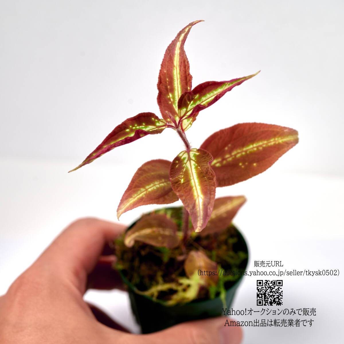 【観葉植物】 ソネリラ sp. ディ リン プラトー 畫像の１ポット ( Sonerila sp. Di Linh Plateau, Vietnam 管理記號(hào) C)