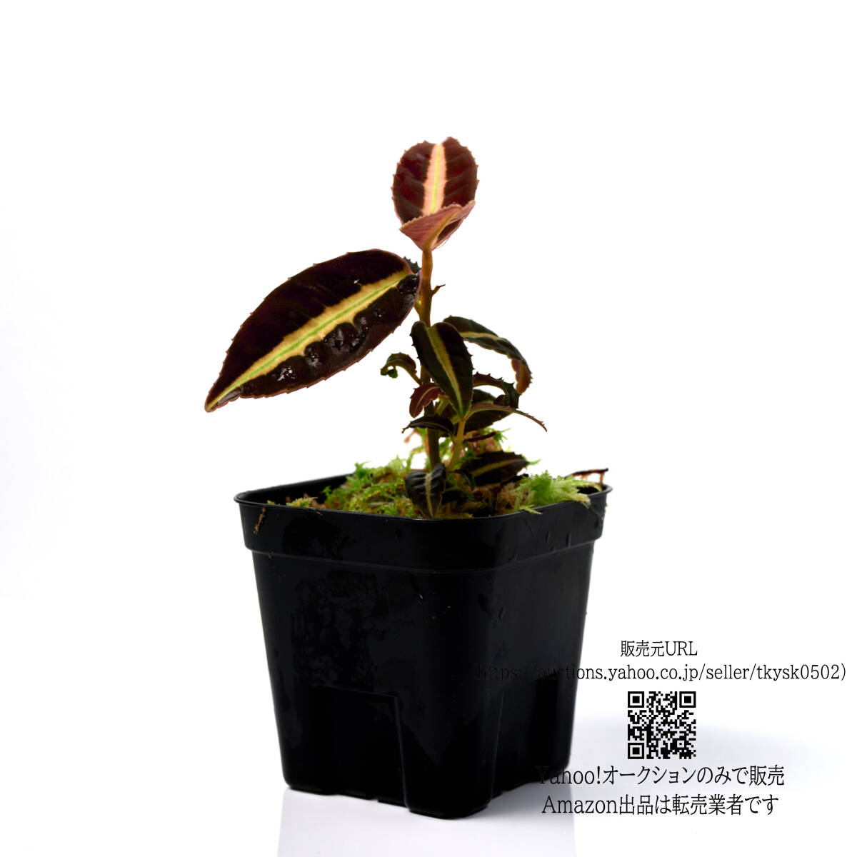 【観葉植物】 ラビシア sp. ジャンビ １ポット (管理記號(hào) C)