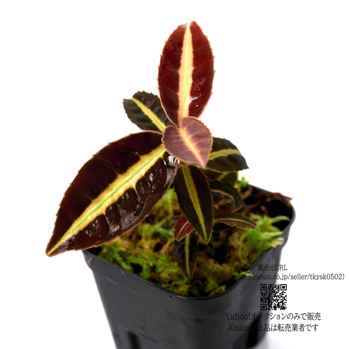 【観葉植物】 ラビシア sp. ジャンビ １ポット (管理記號(hào) C)