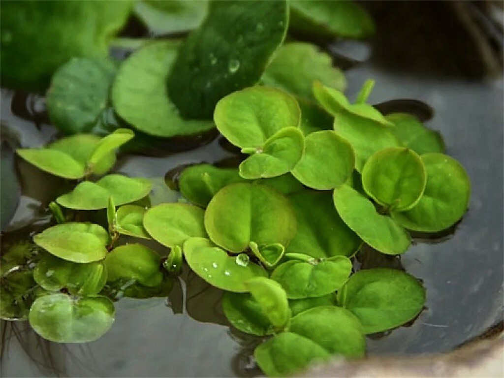 浮草2種:フィランサスフルイタンス、アマゾンフロッグビット各5株_画像1