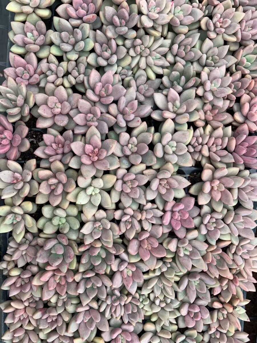 105株 QS107 多肉植物 エケベリア 桃の花 サボテン 観葉植物 花 園芸 レア種 土と根付き