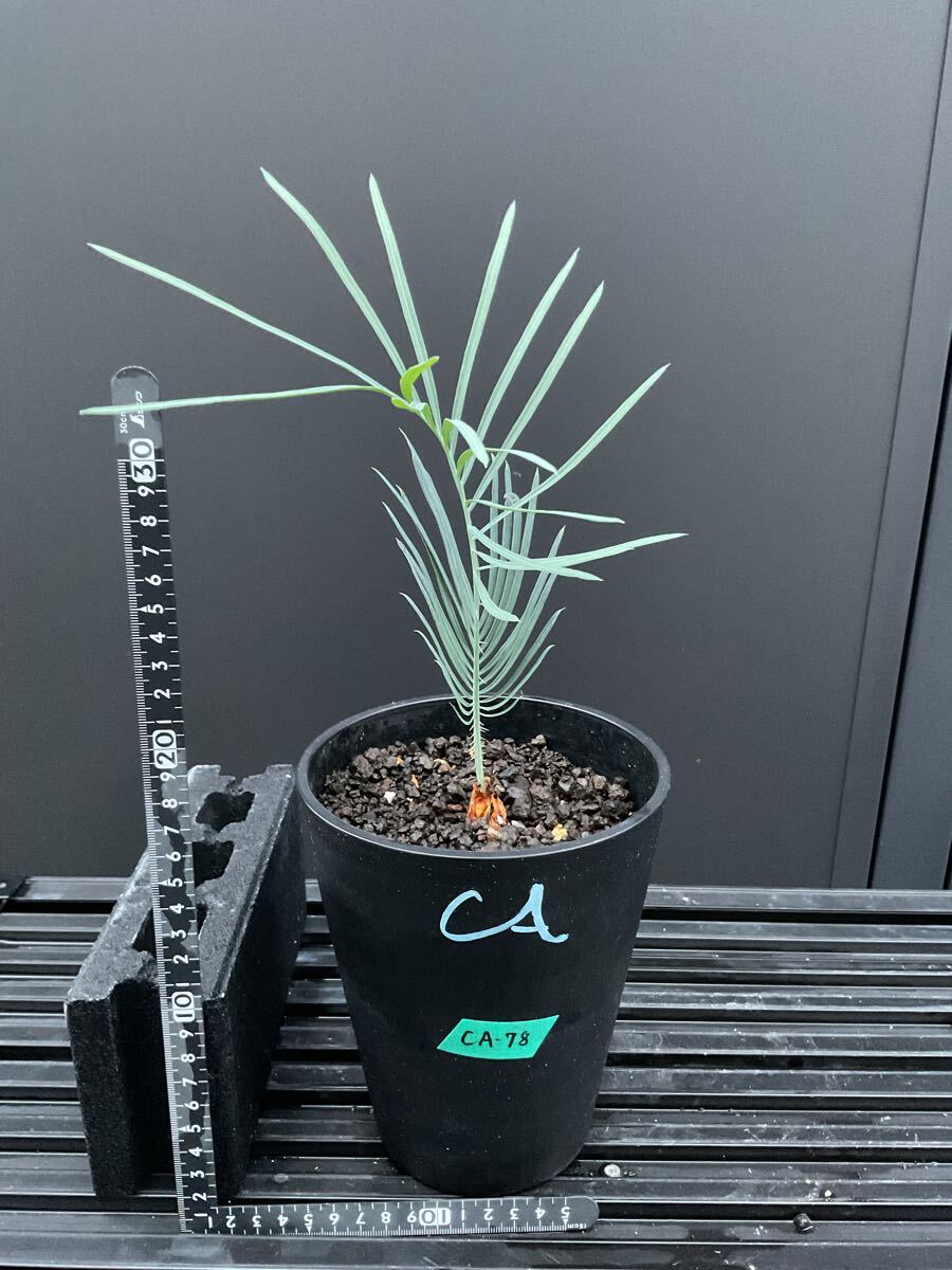 サイカス・カイルンシアナ Cycad・cairnsiana CA-78 蘇轍 シルバーブルー Aussie cycas エンセファラルトス