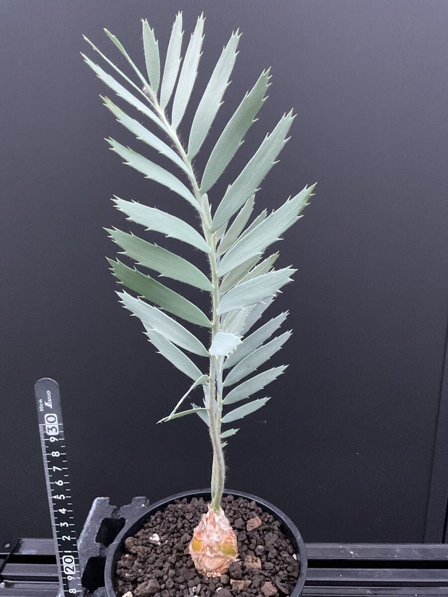Encephalartos middelburgensis / エンセファラルトス・ミドルバーゲンシス EM-5 実生 ホリダス horridus cycas ソテツ