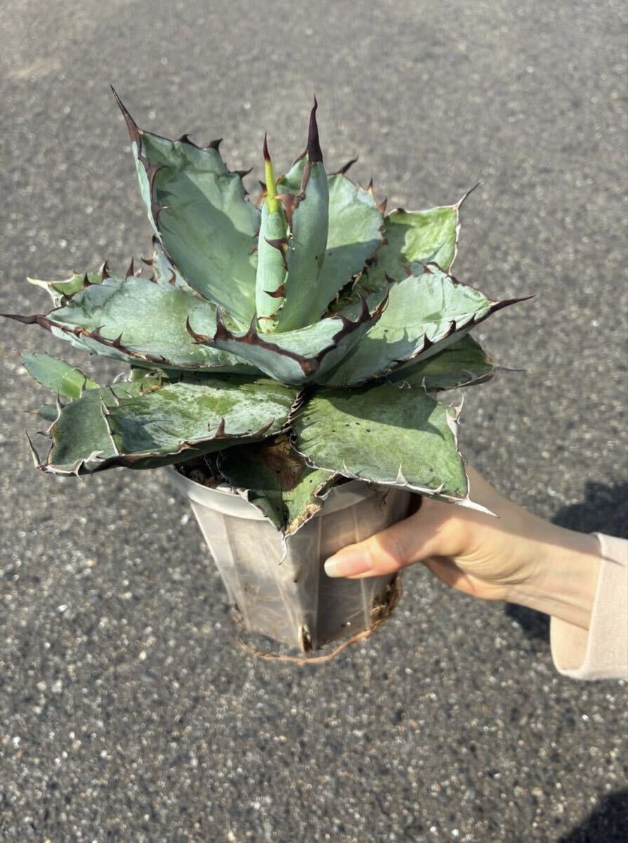 G-1 アガベ　ブラックアンドブルー