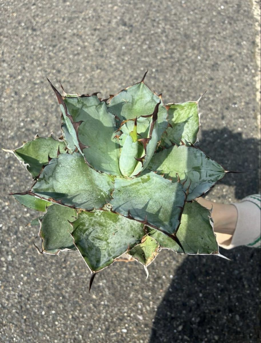 G-1 アガベ　ブラックアンドブルー