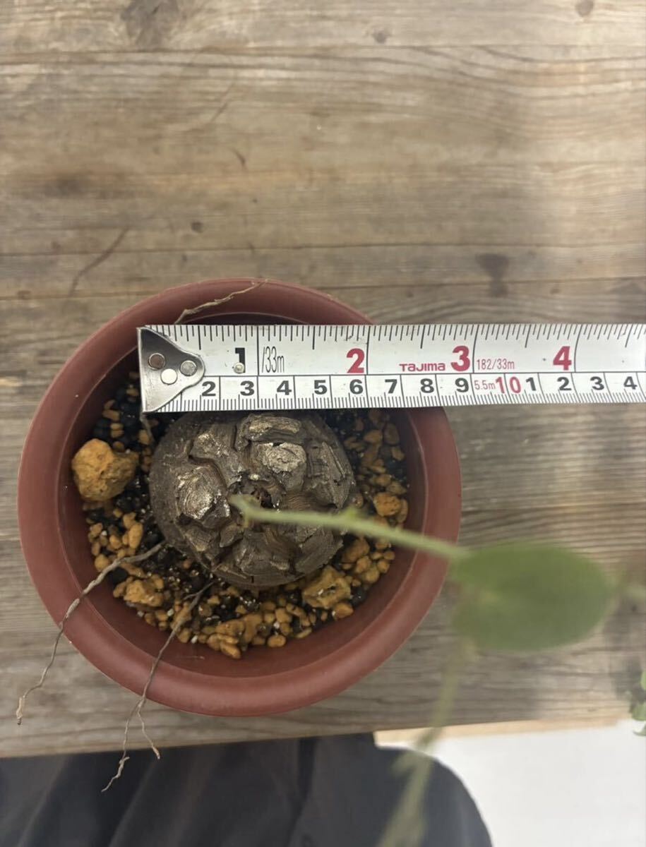 K-1 ディオスコレア　エレファンティペス（亀甲竜）