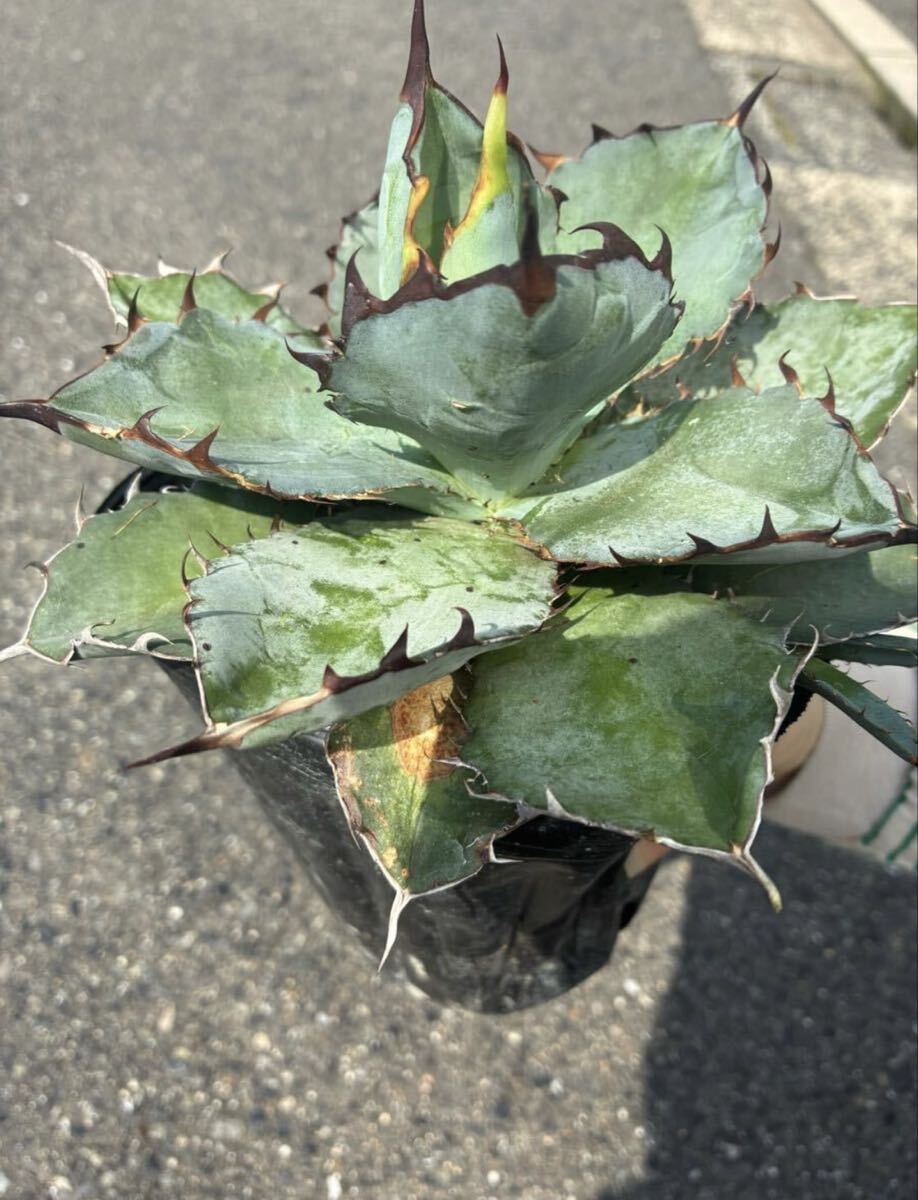 G-1 アガベ　ブラックアンドブルー