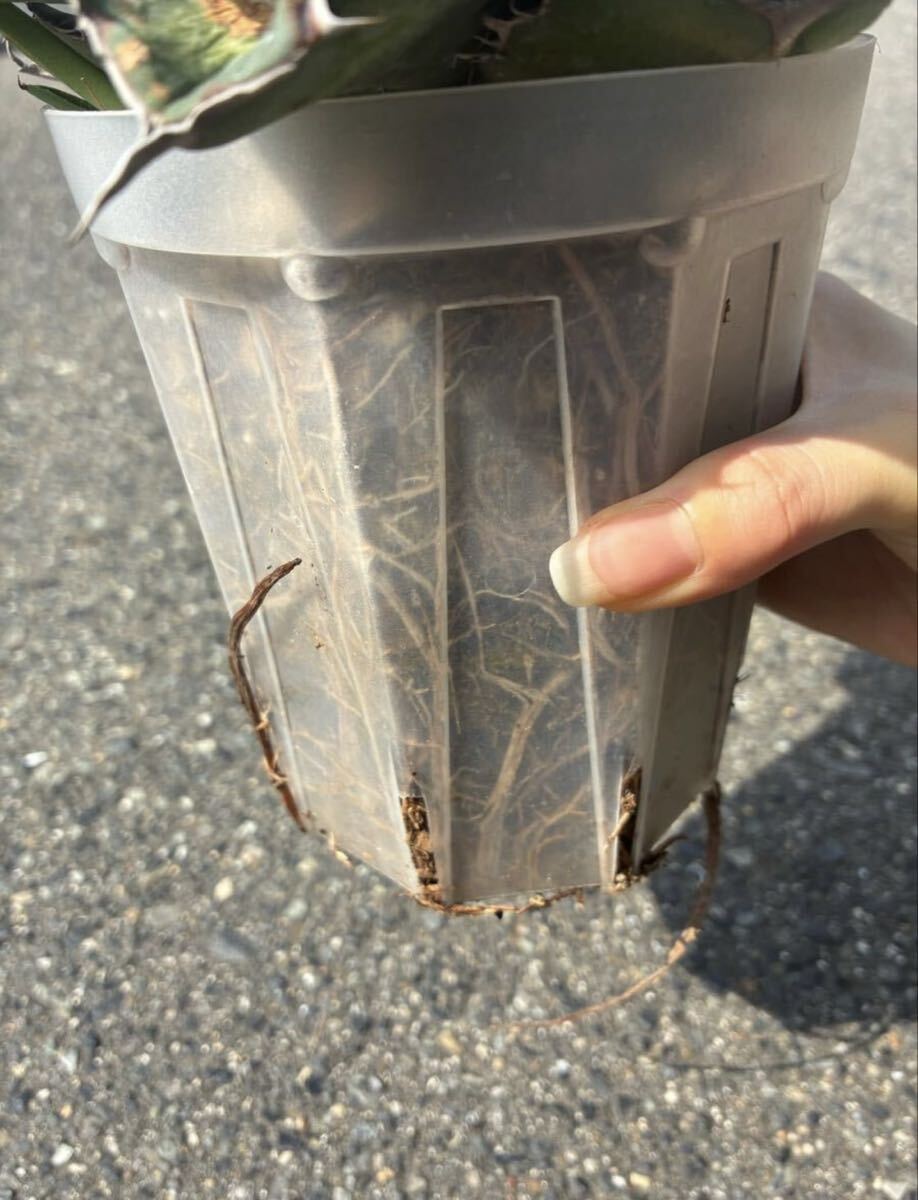 G-1 アガベ　ブラックアンドブルー