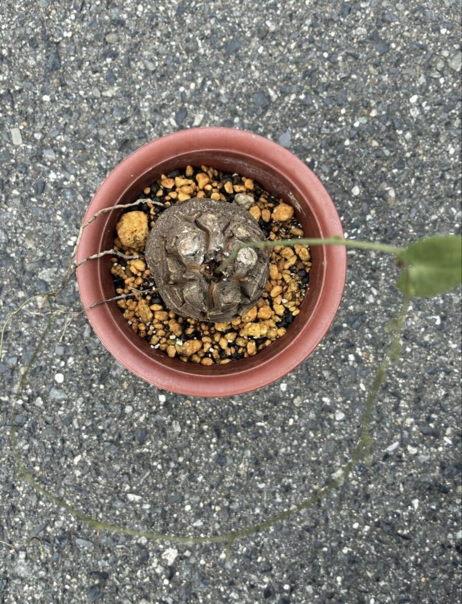 K-1 ディオスコレア　エレファンティペス（亀甲竜）