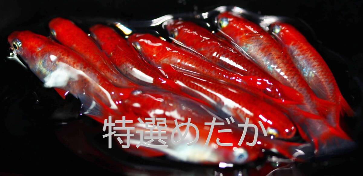 ☆【特選めだか・2nd】【最上級★スーパーレッド赤勝ち ・究極赤血統★】★ 特濃朱赤三色錦めだか★ ~錦鯉のよう~【卵10個+α】_画像1