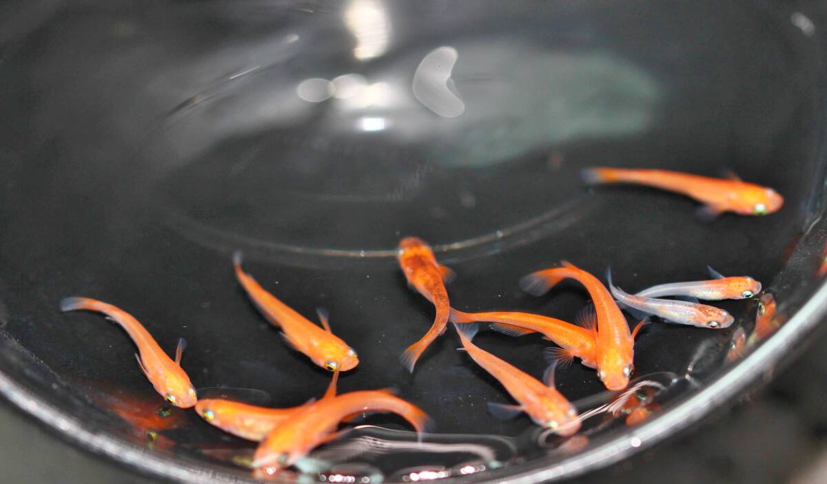 ☆【特選めだか・2nd】【最上級★スーパーレッド赤勝ち ・究極赤血統★】★ 特濃朱赤三色錦めだか★ ~錦鯉のよう~【卵10個+α】_画像3