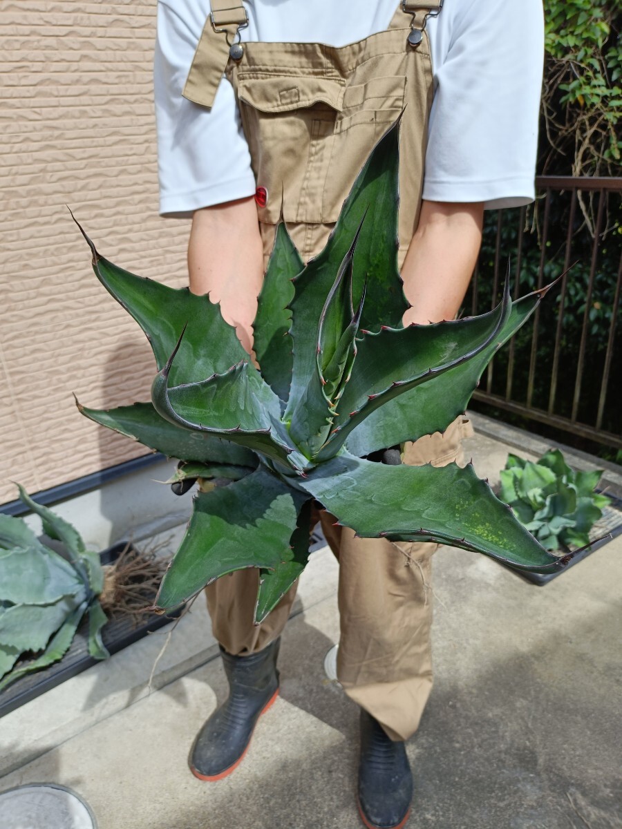 アガベ サルミアナ クラシスピナ 大株 ドライガーデン用 大株 50センチ