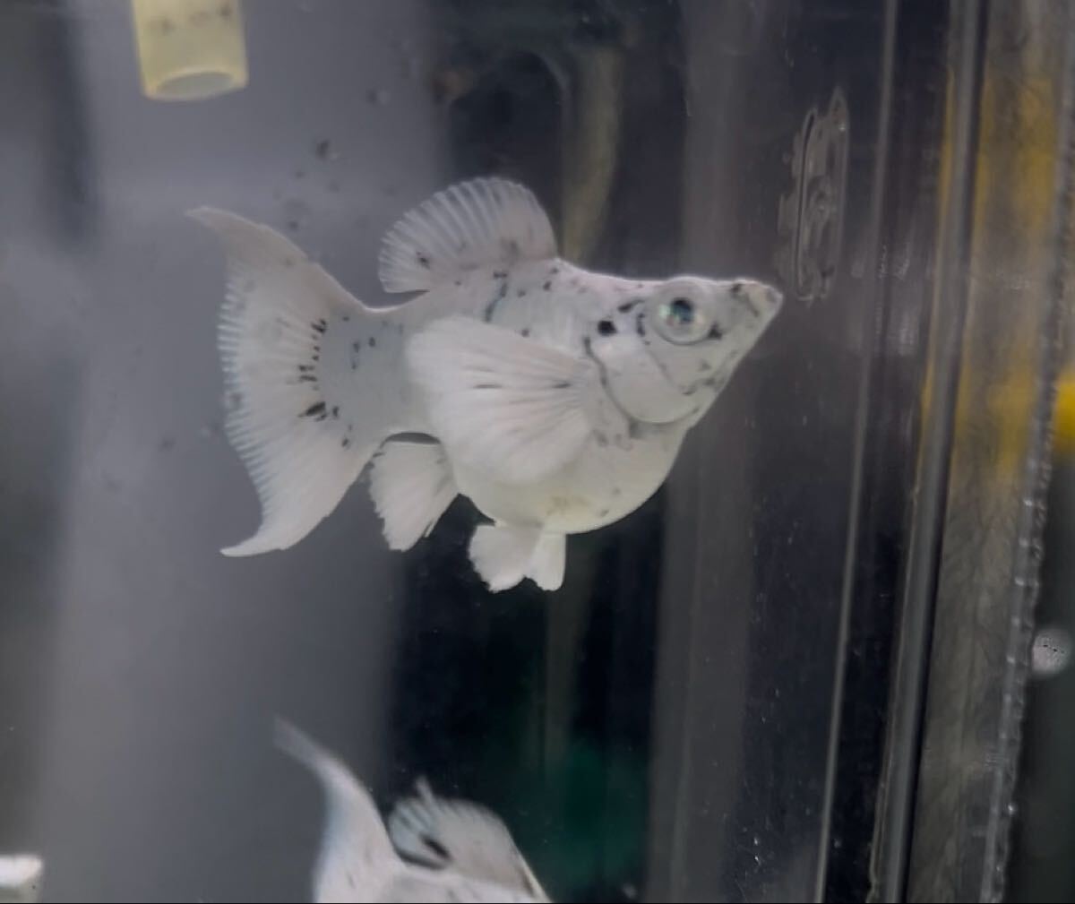 [2ペア]極上レア　乳牛　ショートボディ・バルーンモーリー　ブルーダイヤモンド目_画像1