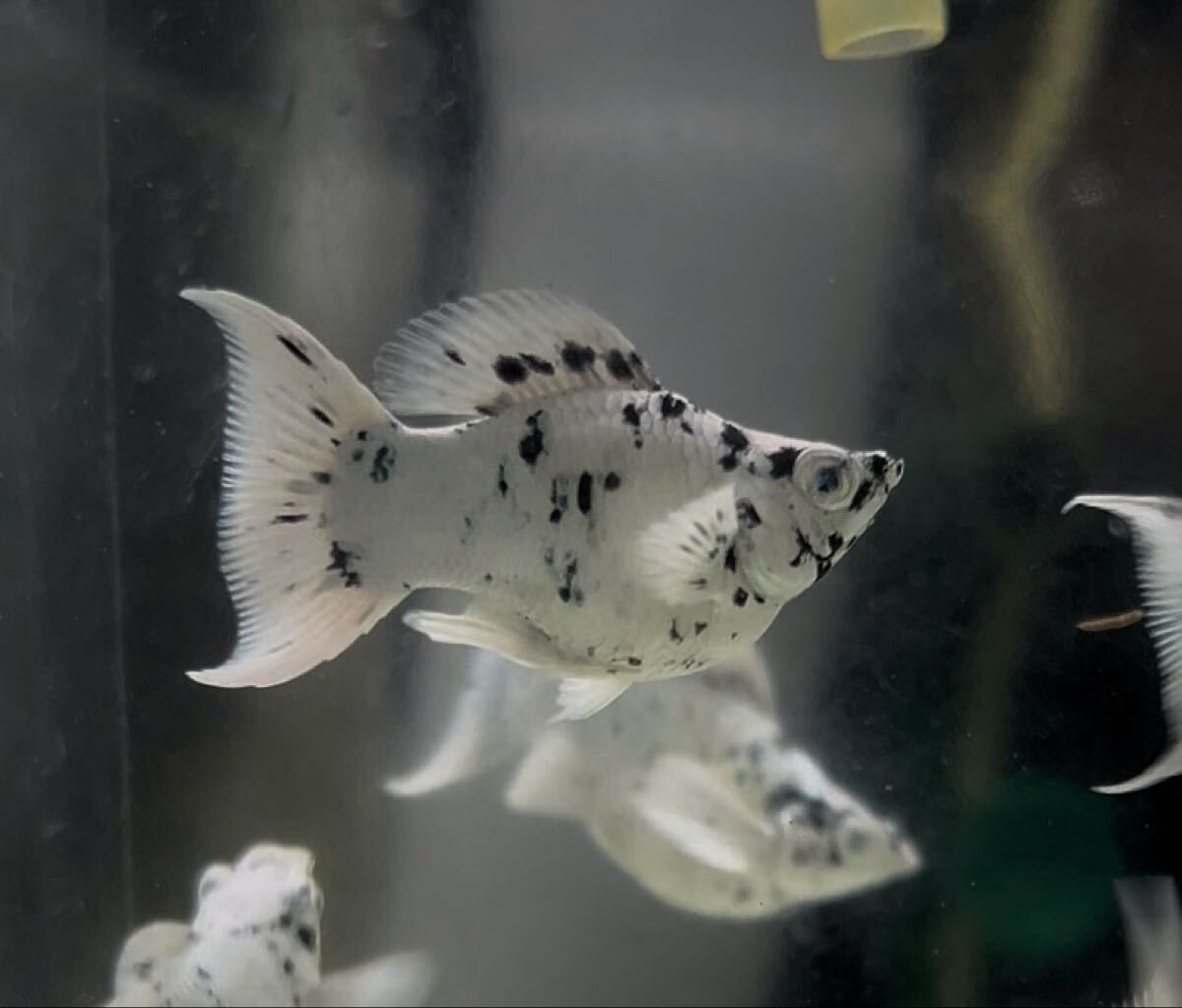 [2ペア]極上レア　乳牛　ショートボディ・バルーンモーリー　ブルーダイヤモンド目_画像3