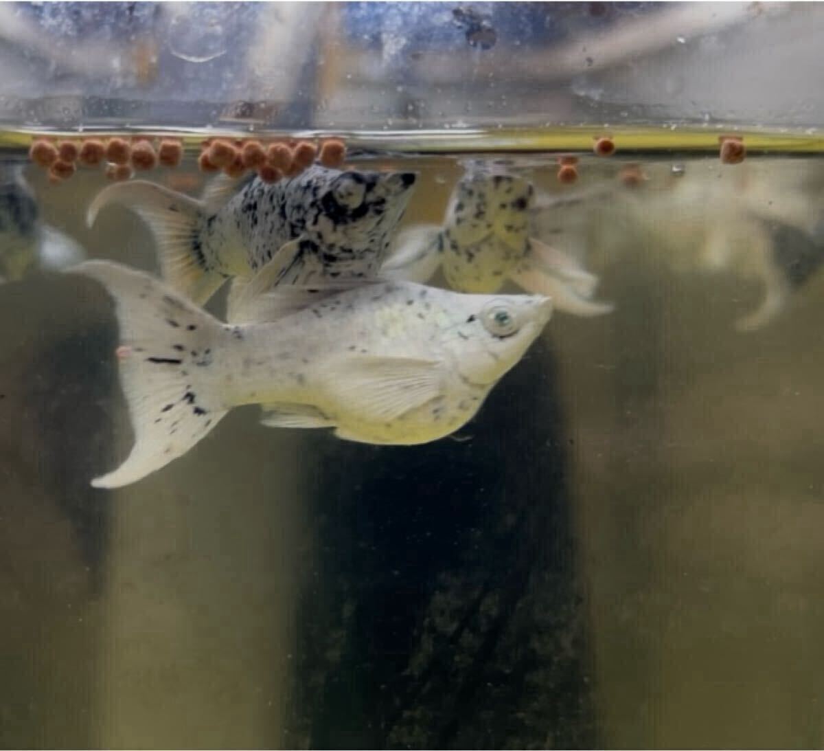 [2ペア]極上レア　乳牛　ショートボディ・バルーンモーリー　ブルーダイヤモンド目_画像4