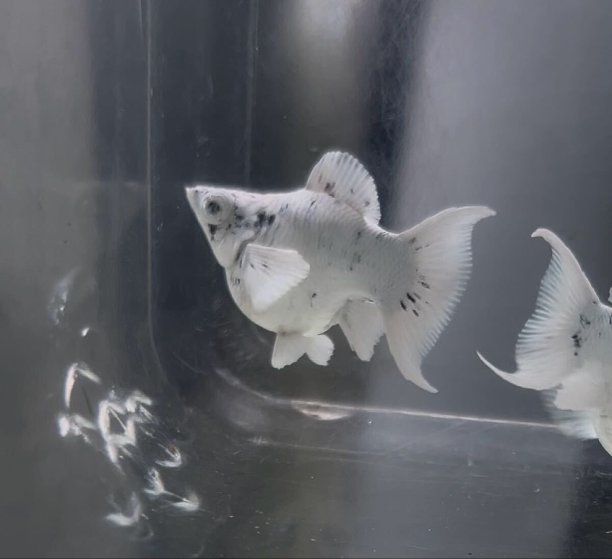 [2ペア]極上レア　乳牛　ショートボディ・バルーンモーリー　ブルーダイヤモンド目_画像2