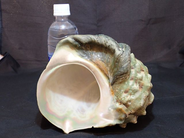 貴重　夜光貝　約1.2kg　オブジェ　置物　標本　ランプ　ルアー　アクアリウム　ハンドメイド_画像7