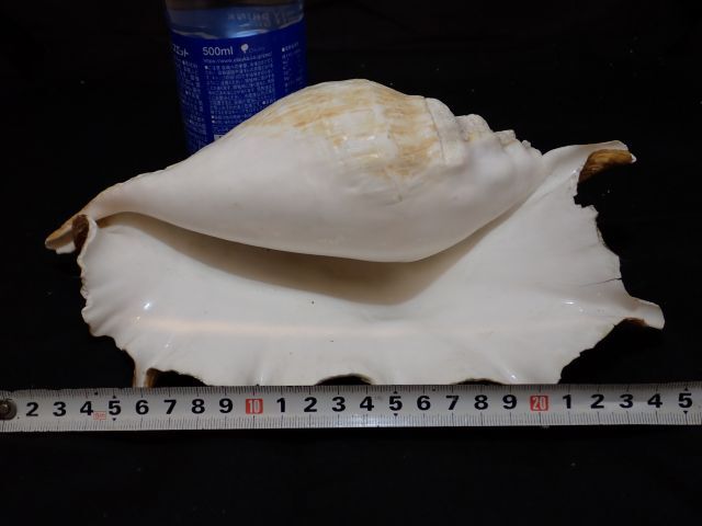 貴重　綺麗な貝殻　約２３㎝　オブジェ　置物　アクアリウム　標本_画像1