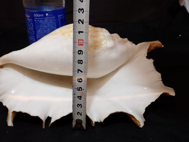 貴重　綺麗な貝殻　約２３㎝　オブジェ　置物　アクアリウム　標本_画像2