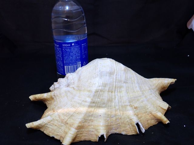 貴重　綺麗な貝殻　約２３㎝　オブジェ　置物　アクアリウム　標本_画像5