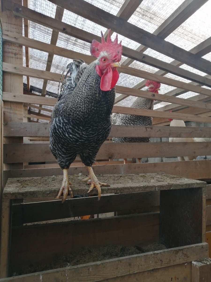 岡崎おうはん 食用 有精卵 6個 