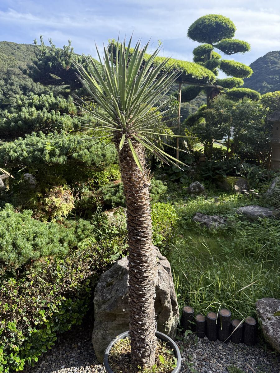 ■富士 FKK仮囲い縦型[送料別途見積り][法人・事業所限定][外直送][店頭受取不可] FKK-SKY-A スカイトイレ仮囲いフルセット FKK(富士工業) スチール