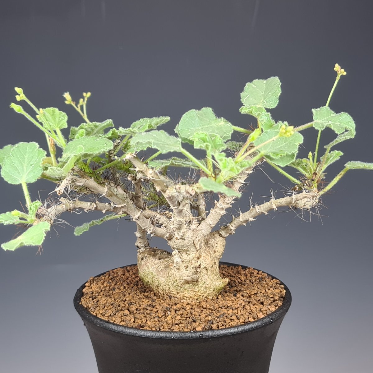 【限定セール，新作】実 ヤトロファ マルギナータ Somalia 9cm鉢 カクタス長田(サボテン)｜売買されたオークション情報、yahooの商品情報をアーカイブ公開 - オークファン サボテン