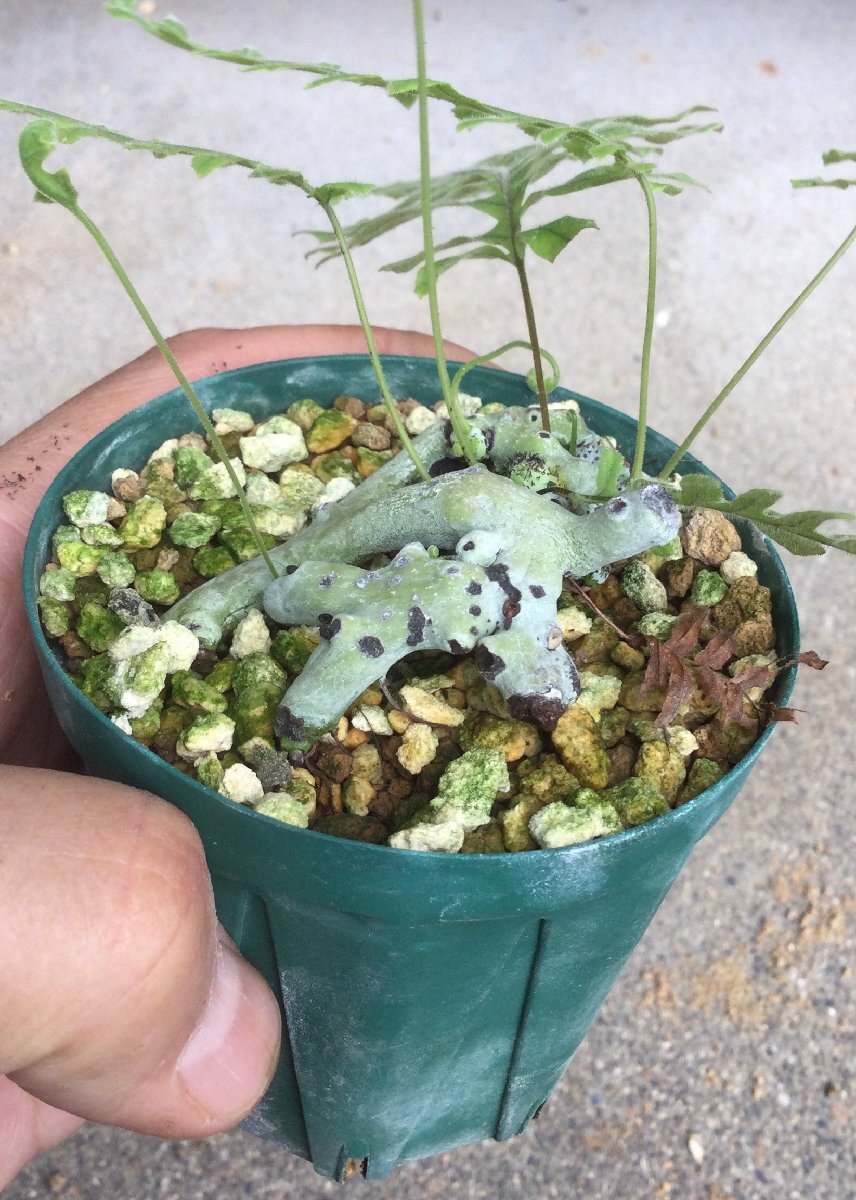 9/25 (3) タイワンアオネカズラ　7.5cm鉢　休眠明け　臺灣アオネカズラ　『エムズプランツ』