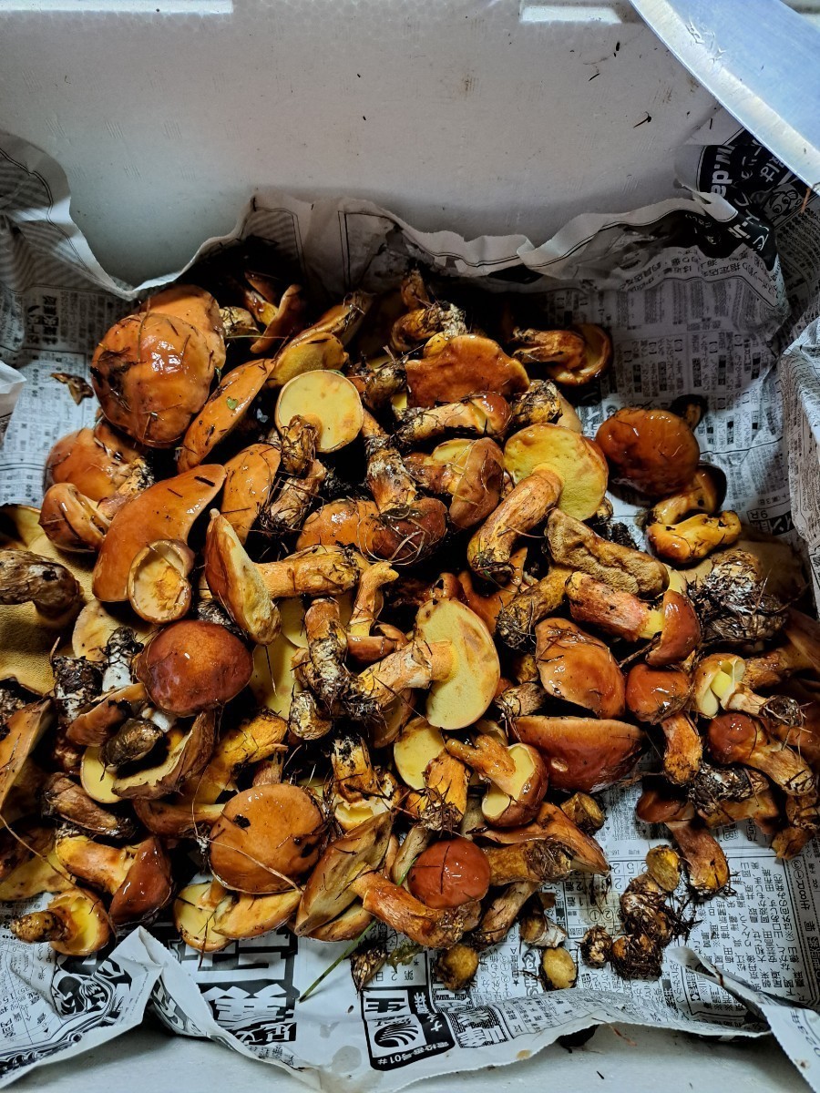 ハナイグチ 1キロ　サービス200グラム 　冷凍 150?×8パック サイズ　大.中　きのこ 落葉 キノコ　　　　