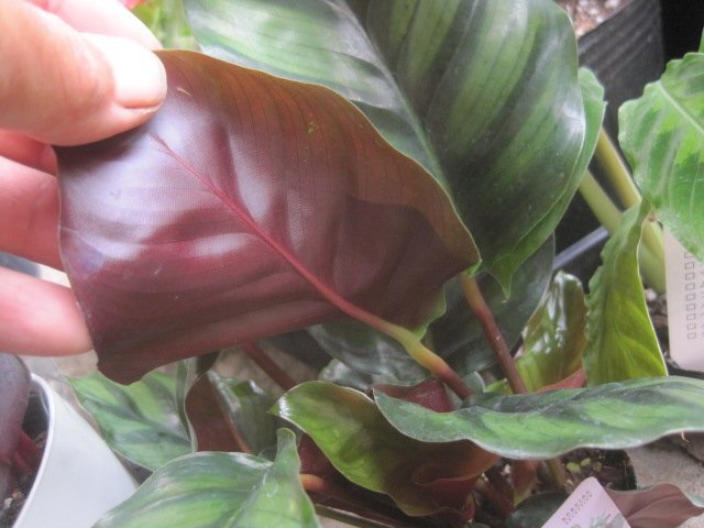 カラテア　『ファシアータ』　3.5號ポット　観葉植物　9/12撮影一例　
