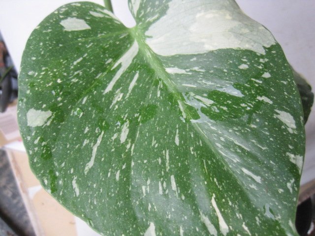 　モンステラ　『タイコンストレーション』　3.5號ポット　観葉植物