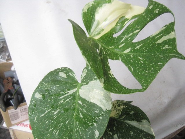 　モンステラ　『タイコンストレーション』　3.5號ポット　観葉植物