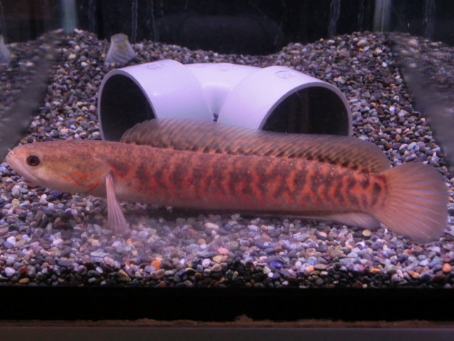 【熱帯魚】送料一律1000円(一部除く)☆スーパーレッドコウタイ“レッドストライプタイガー”　１匹　☆発送日限定☆_画像2