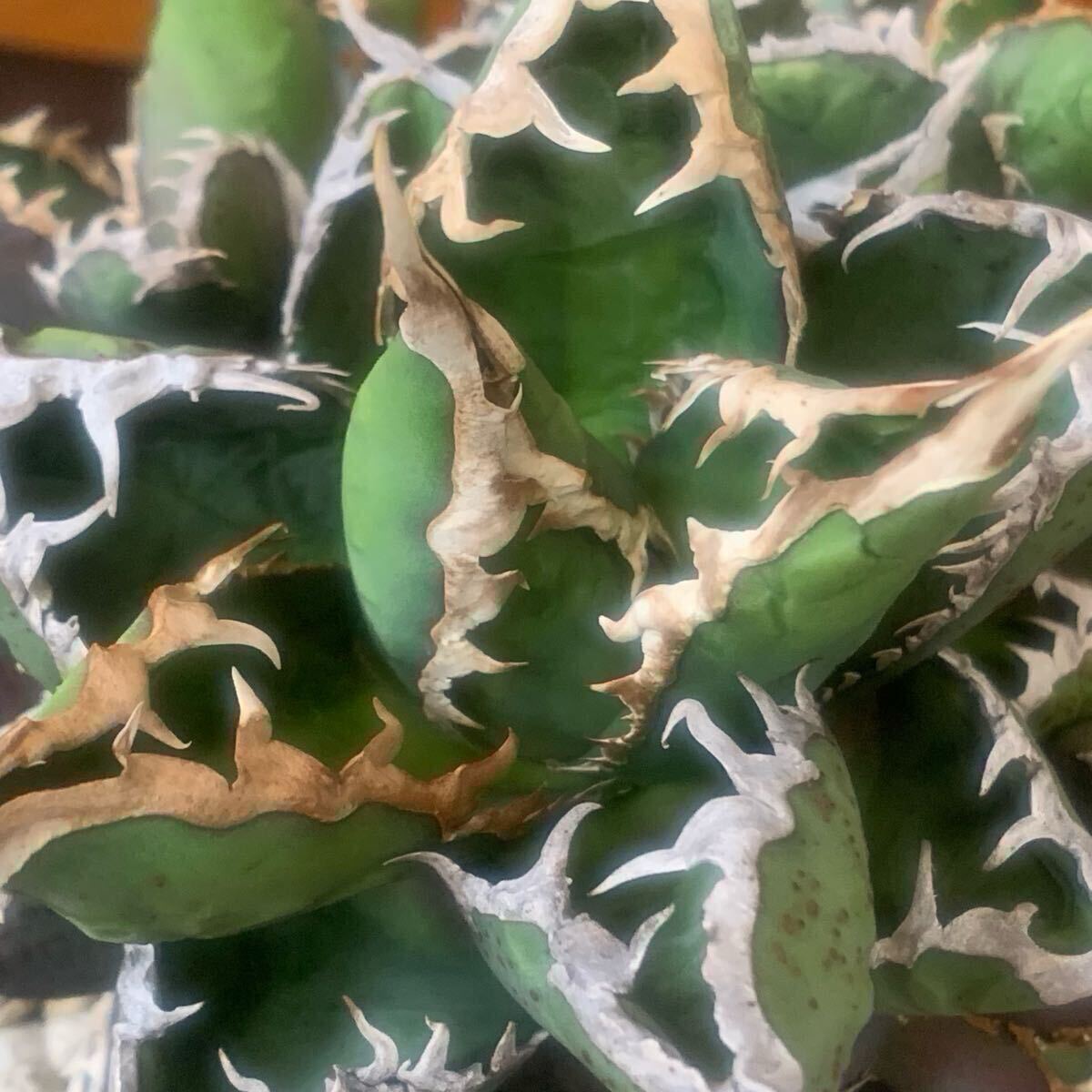 Lize 包心龍 / 子株 発根済 / アガベ チタノタ / AGAVE TITANOTA